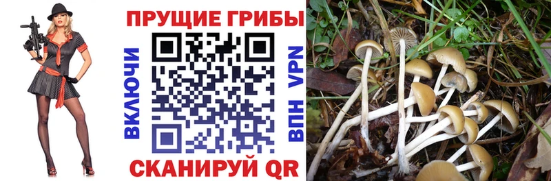 Галлюциногенные грибы Cubensis  Купить закладки  Фёдоровский 